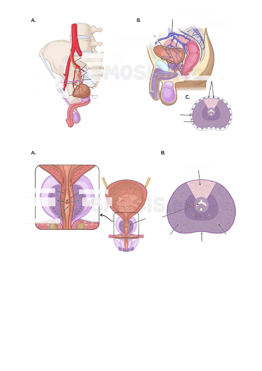 Anatomy Pelvis and Reproductive System - Page 24
