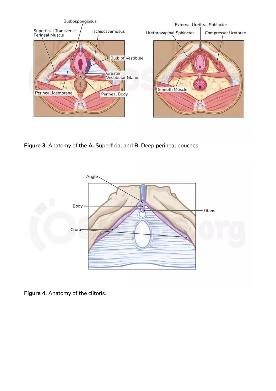 Anatomy Pelvis and Reproductive System - Page 25