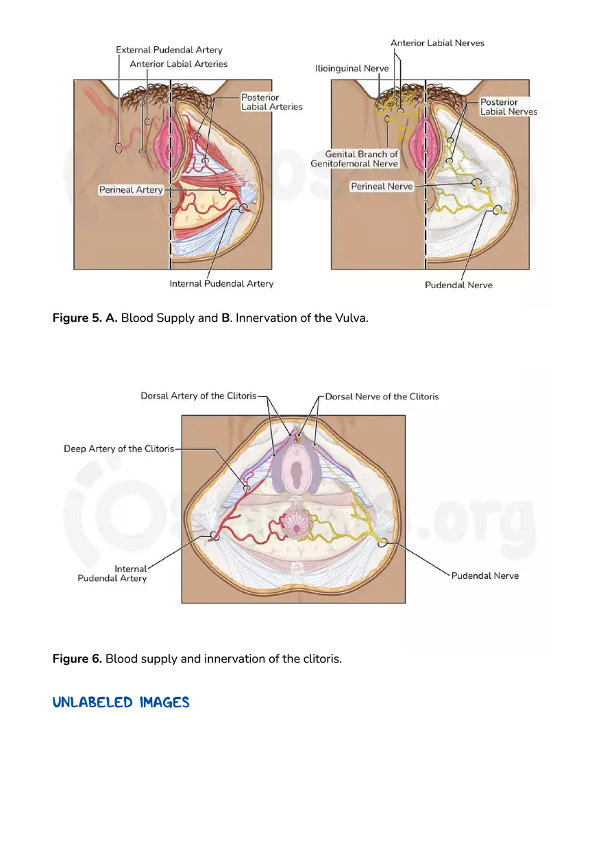 Anatomy Pelvis and Reproductive System - Page 26