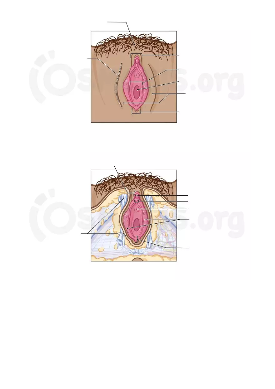 Anatomy Pelvis and Reproductive System - Page 27