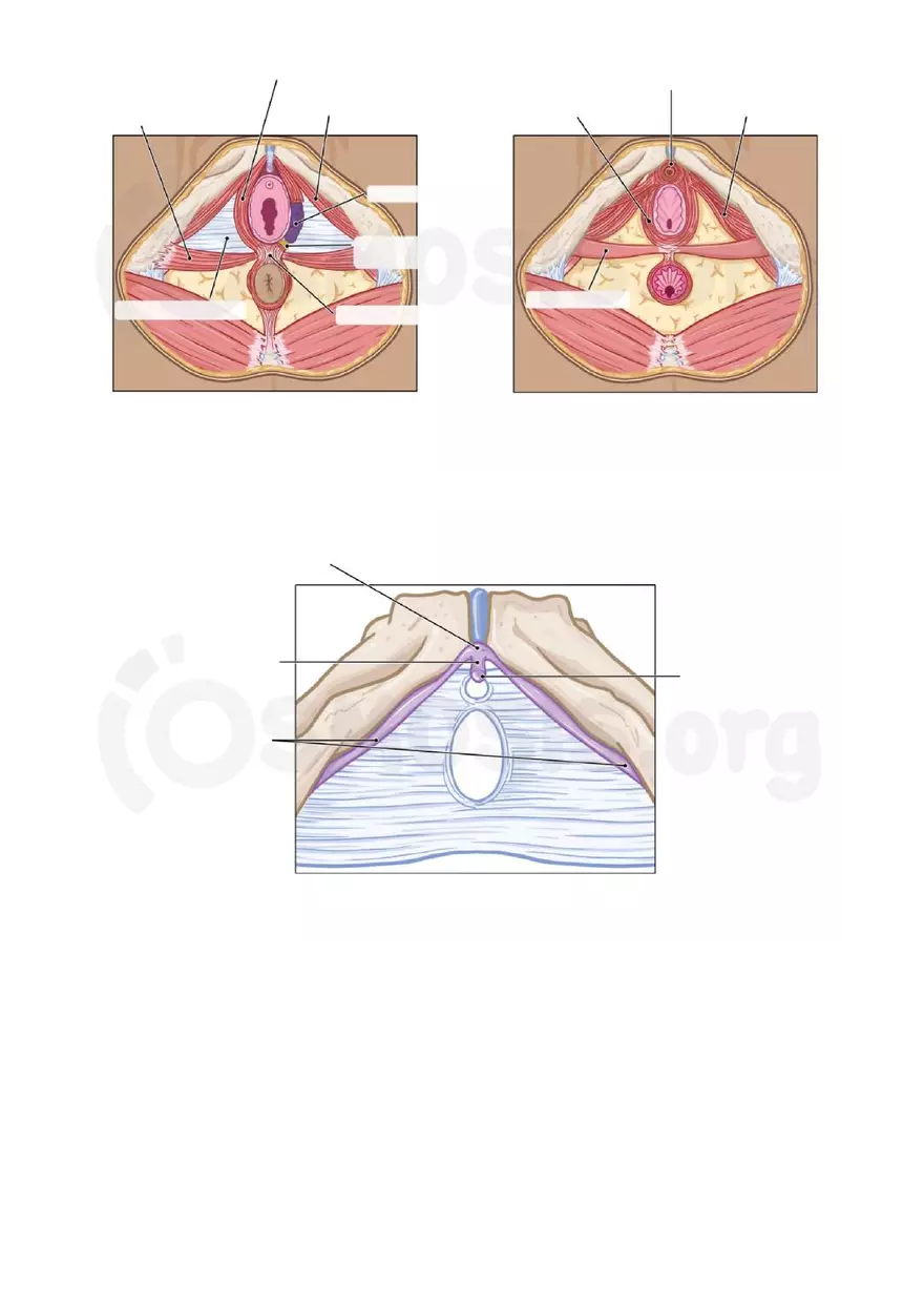 Anatomy Pelvis and Reproductive System - Page 28