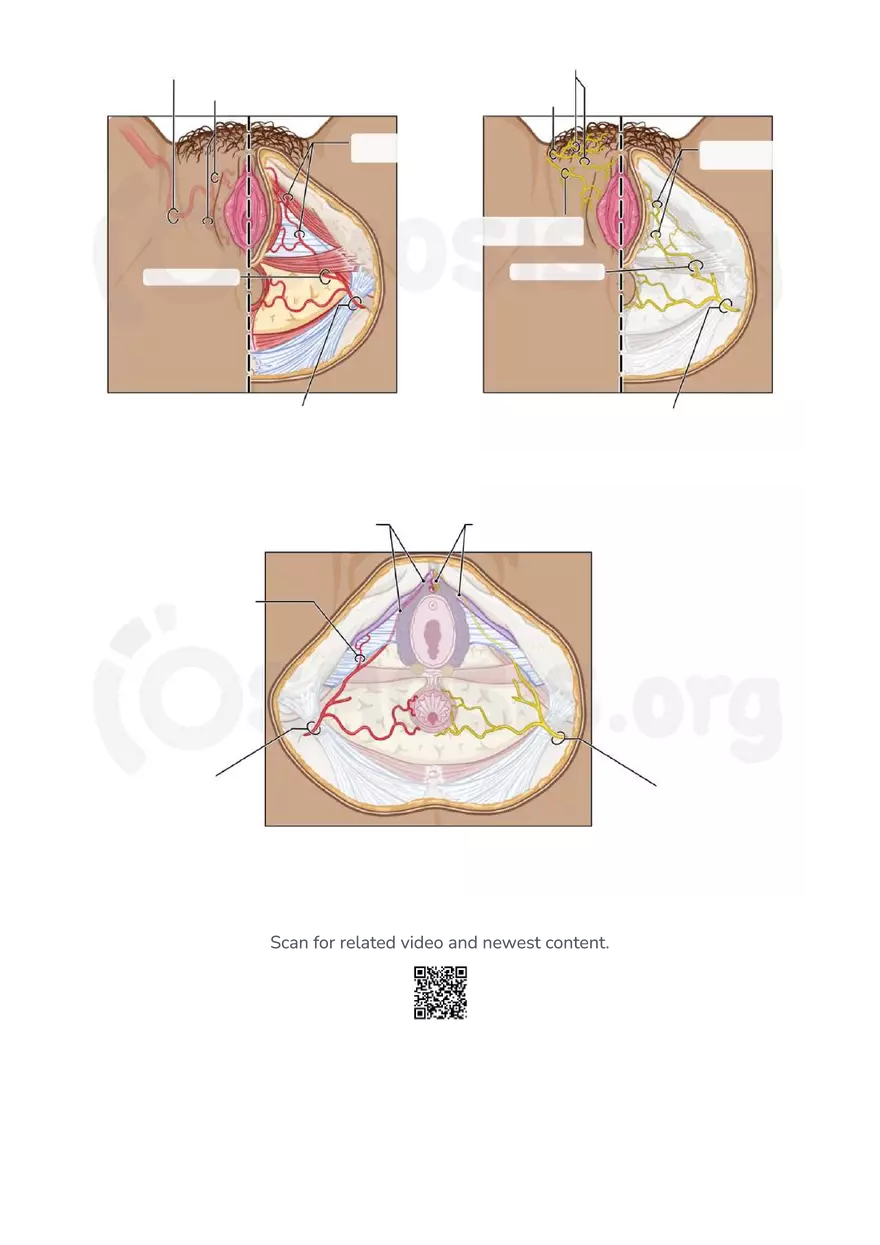 Anatomy Pelvis and Reproductive System - Page 29