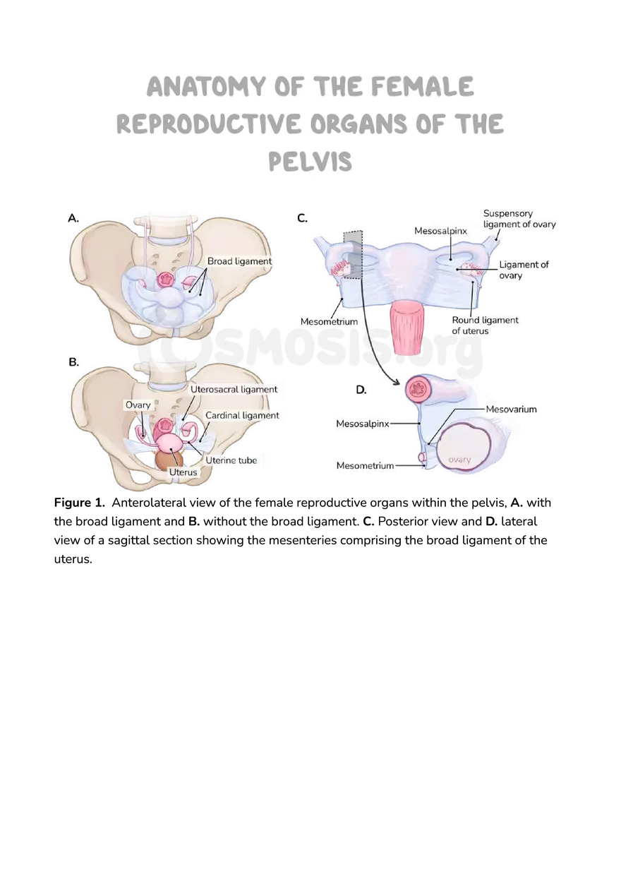 Anatomy Pelvis and Reproductive System - Page 30
