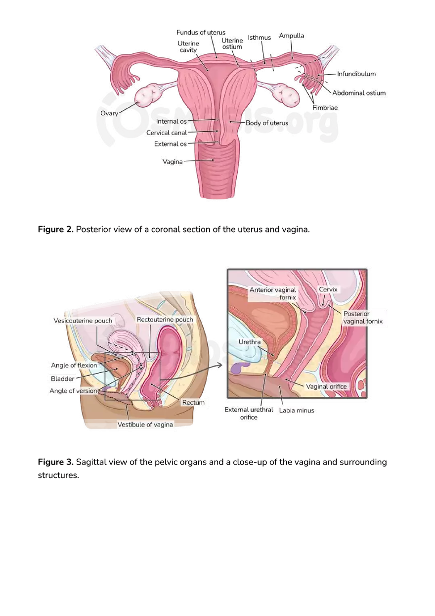 Anatomy Pelvis and Reproductive System - Page 31
