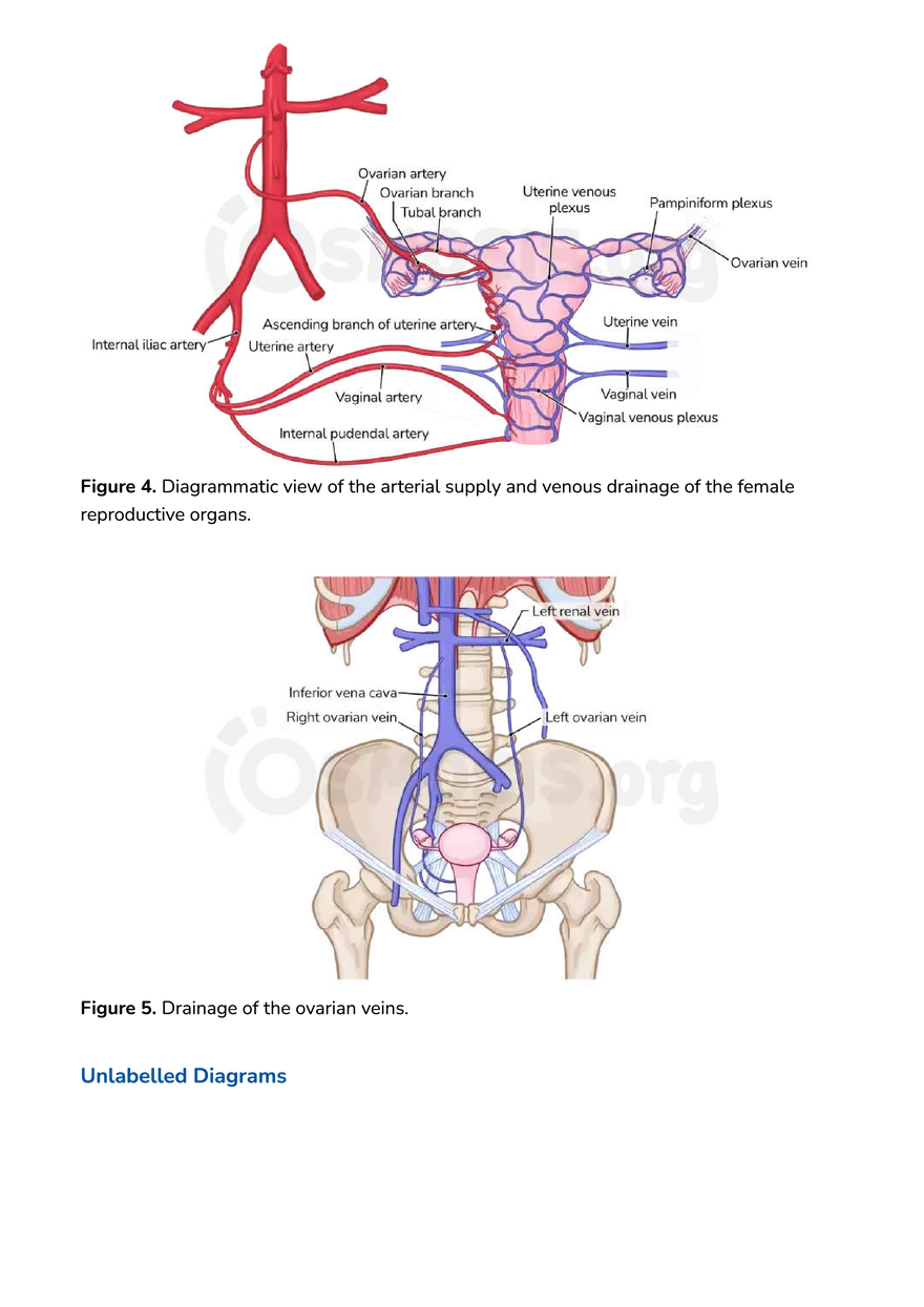 Anatomy Pelvis and Reproductive System - Page 32