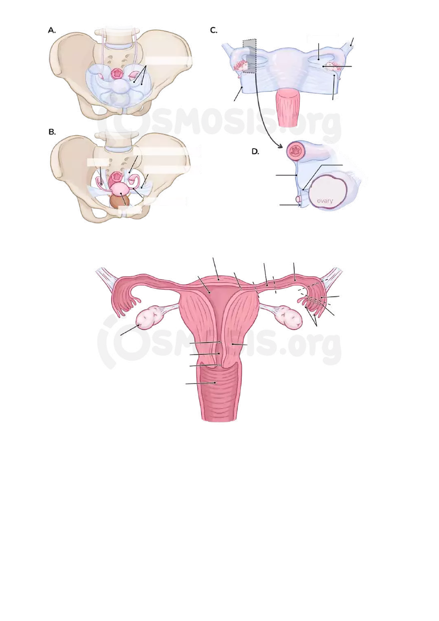 Anatomy Pelvis and Reproductive System - Page 33
