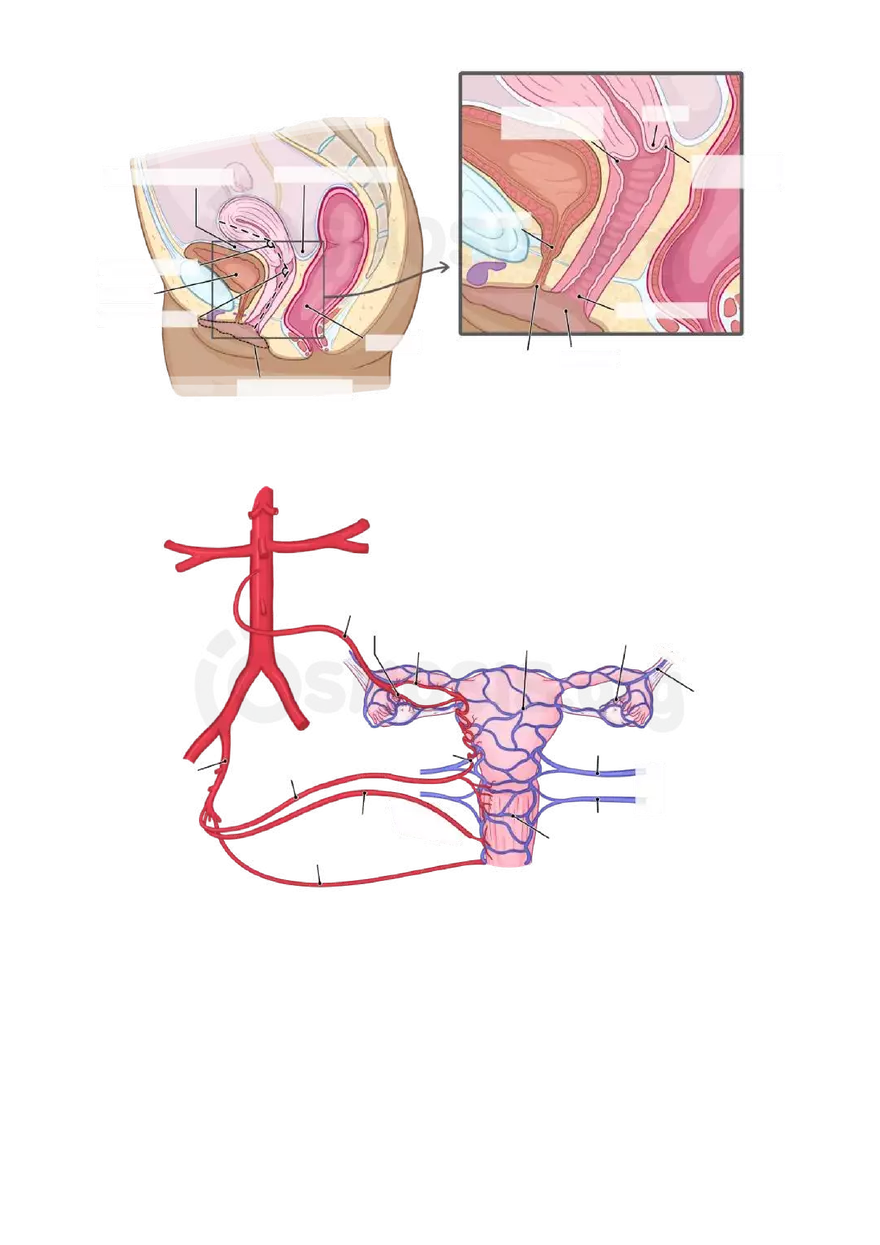 Anatomy Pelvis and Reproductive System - Page 34