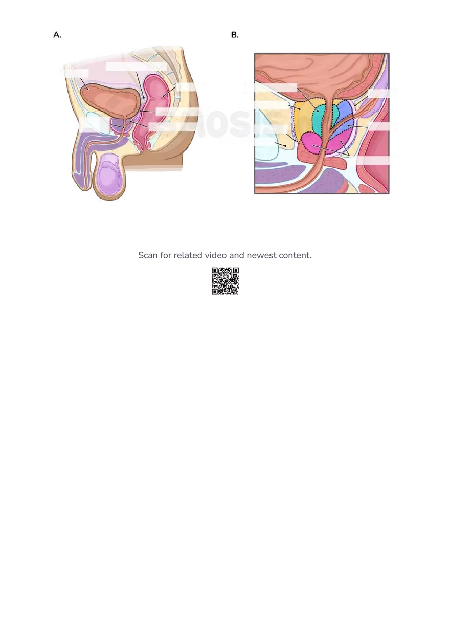 Anatomy Pelvis and Reproductive System - Page 35