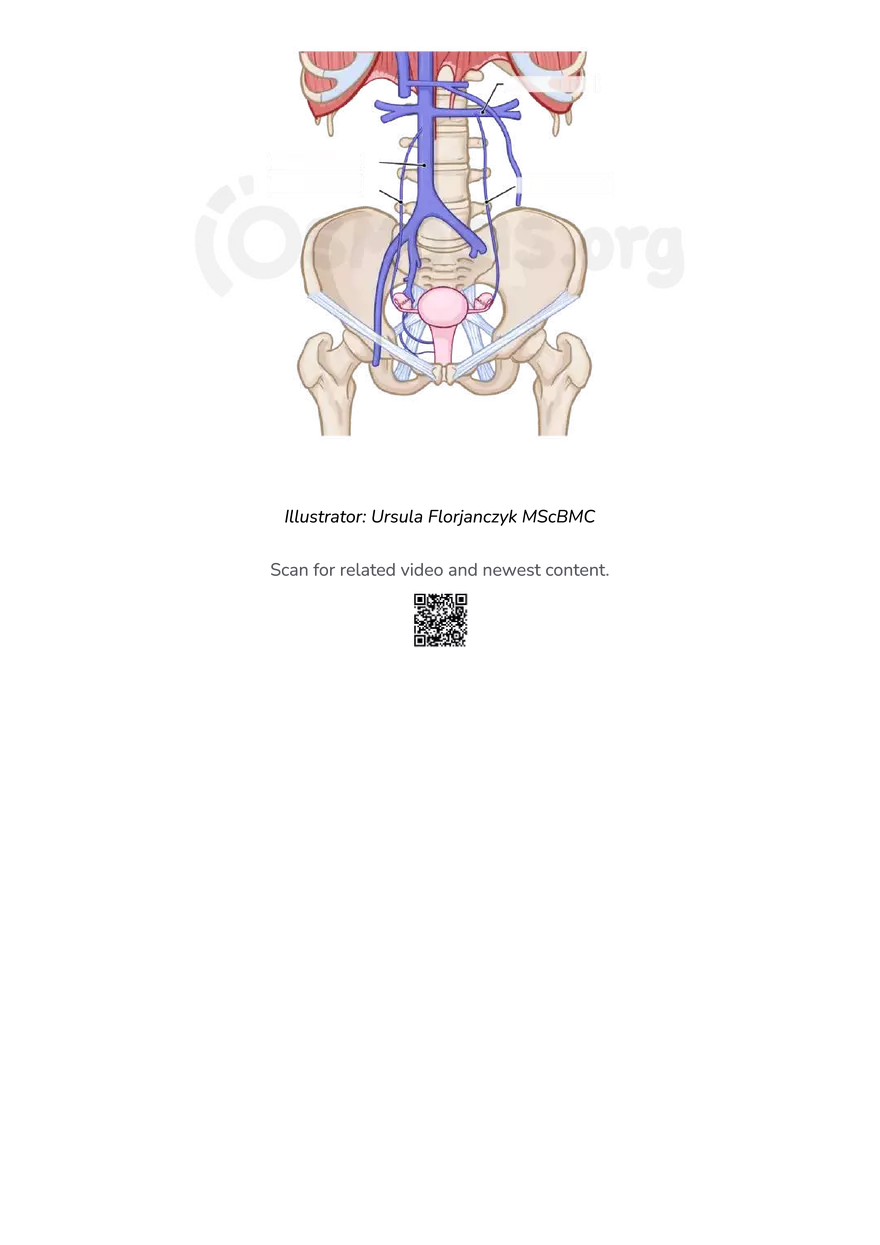Anatomy Pelvis and Reproductive System - Page 36