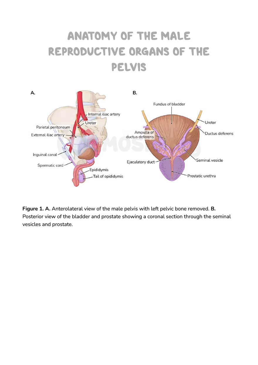 Anatomy Pelvis and Reproductive System - Page 1