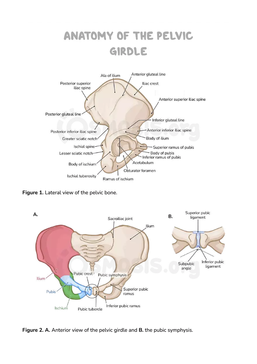 Anatomy Pelvis and Reproductive System - Page 37