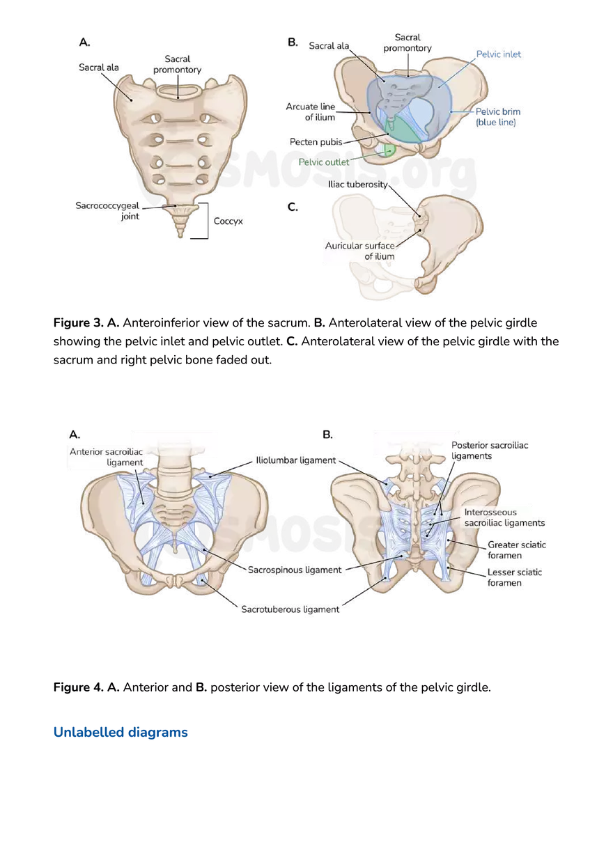 Anatomy Pelvis and Reproductive System - Page 38