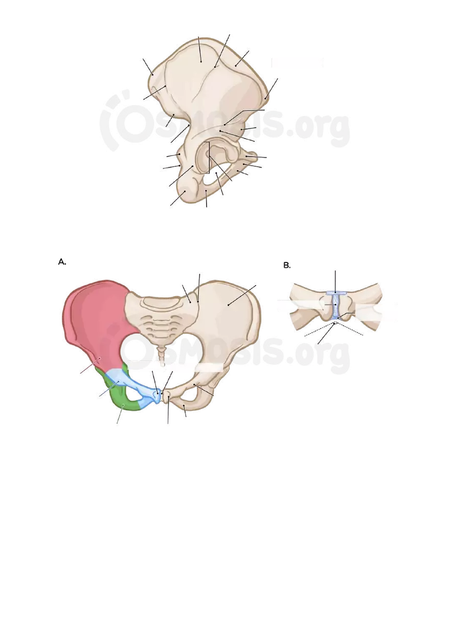 Anatomy Pelvis and Reproductive System - Page 39
