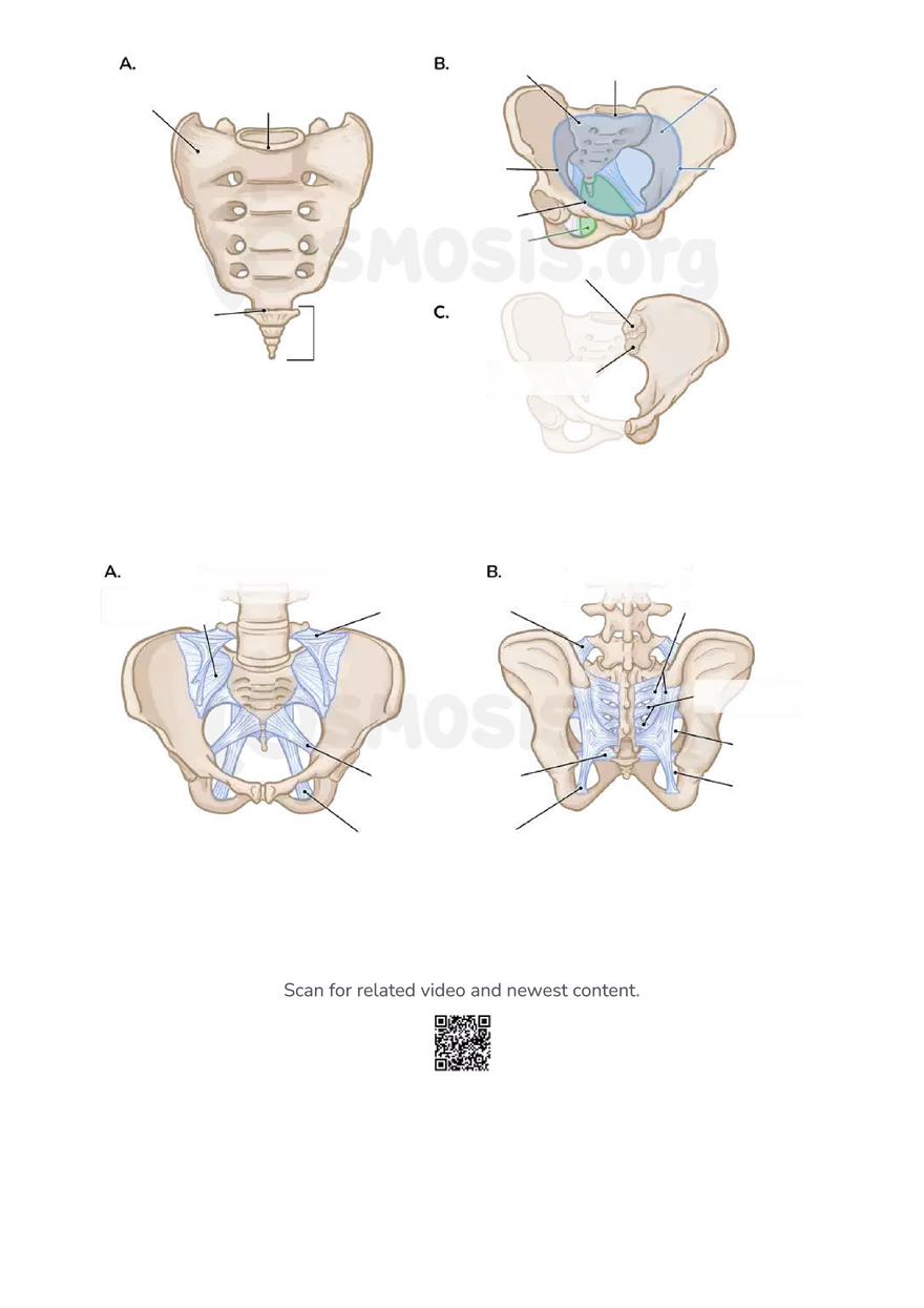 Anatomy Pelvis and Reproductive System - Page 40