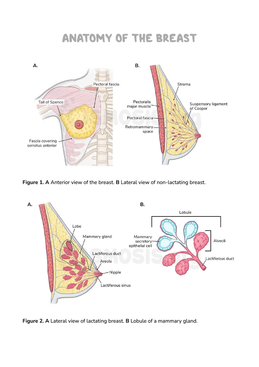 Anatomy Pelvis and Reproductive System - Page 41