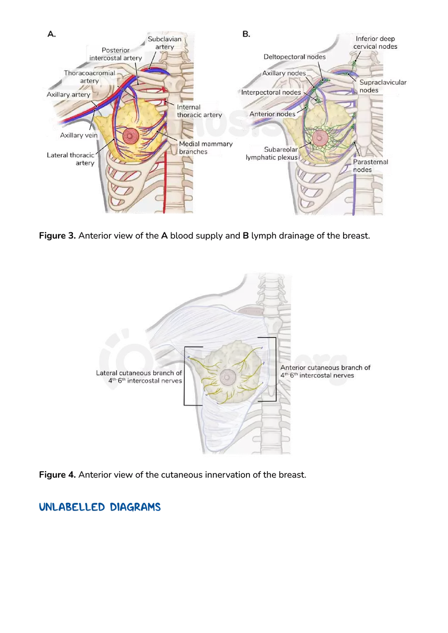 Anatomy Pelvis and Reproductive System - Page 42