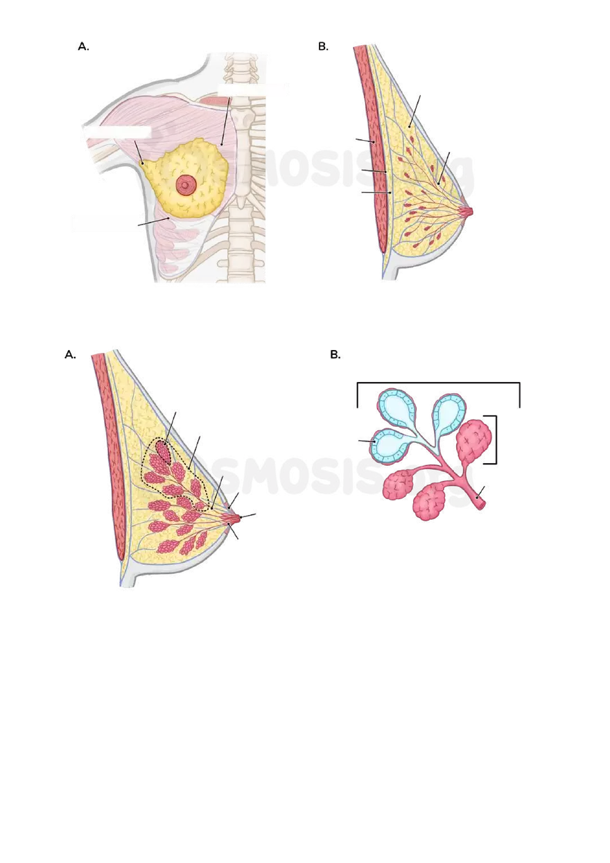 Anatomy Pelvis and Reproductive System - Page 43