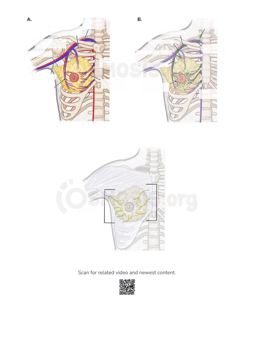 Anatomy Pelvis and Reproductive System - Page 44