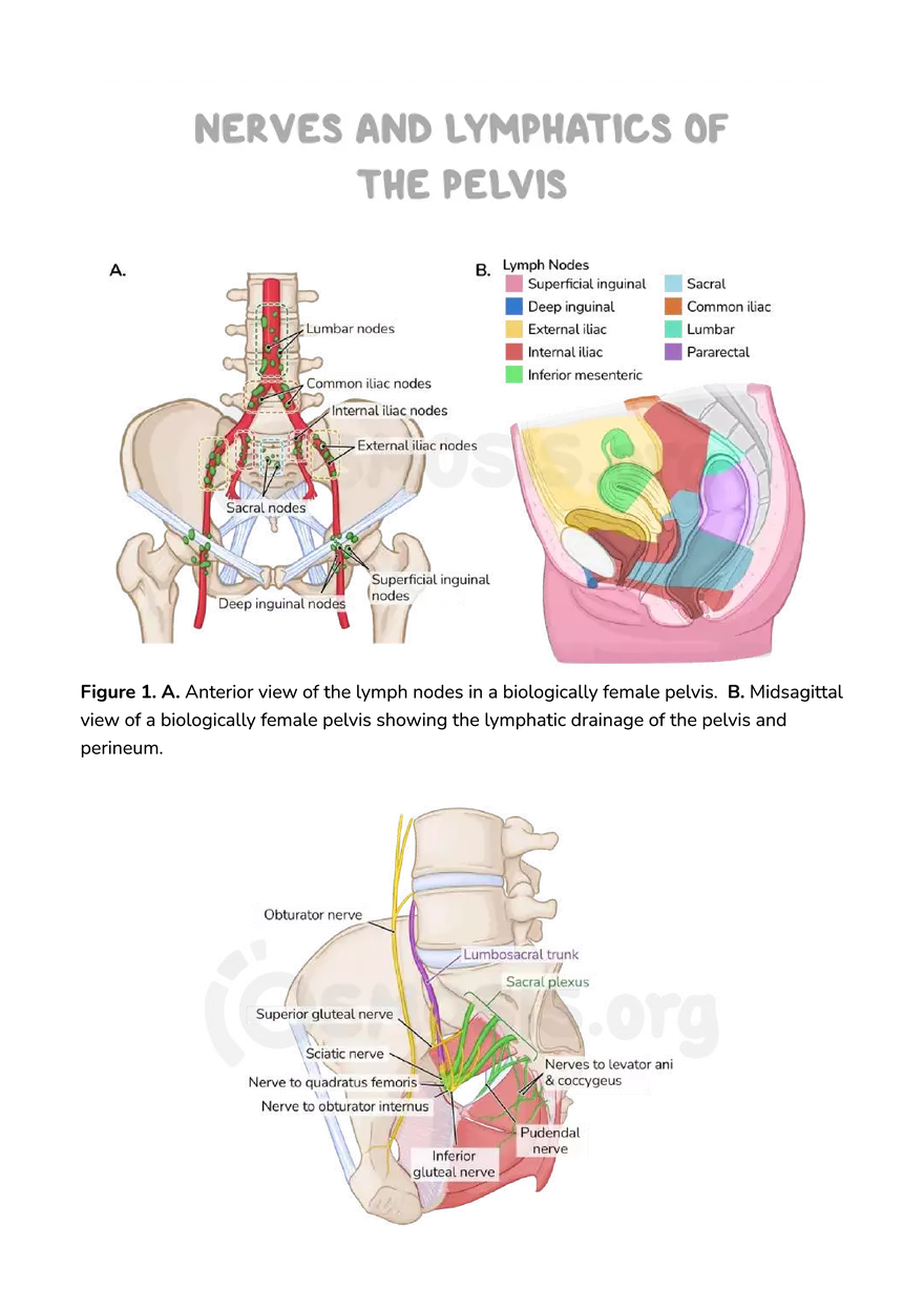 Anatomy Pelvis and Reproductive System - Page 45