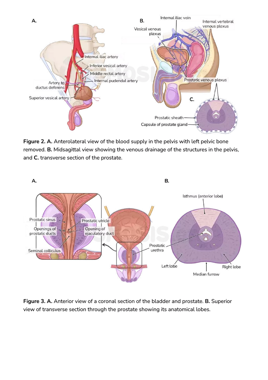 Anatomy Pelvis and Reproductive System - Page 2