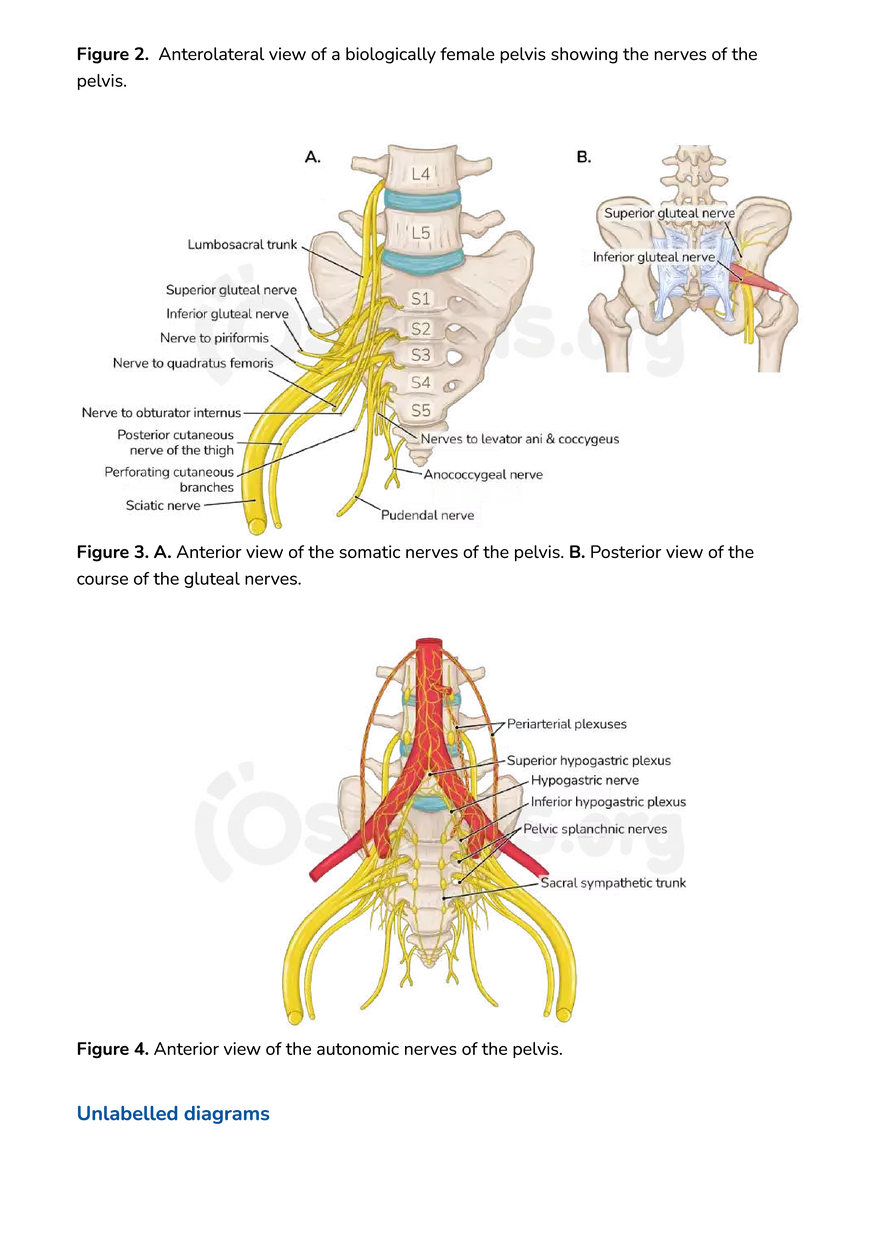 Anatomy Pelvis and Reproductive System - Page 3