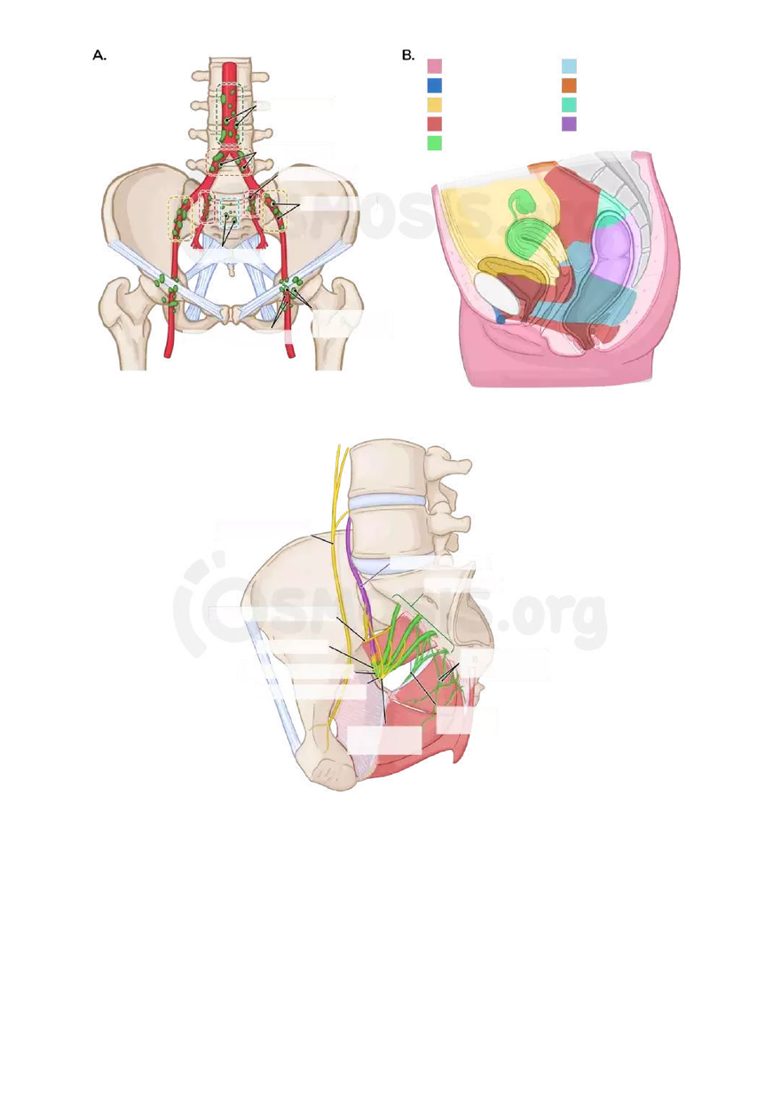 Anatomy Pelvis and Reproductive System - Page 4