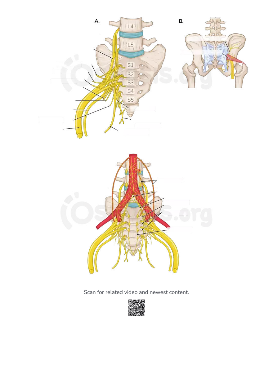 Anatomy Pelvis and Reproductive System - Page 5