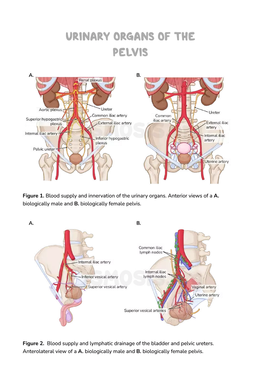 Anatomy Pelvis and Reproductive System - Page 6