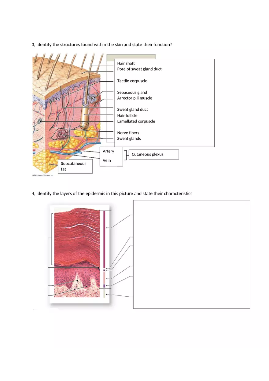 Integumentary System Study Guide for Exam - Page 2