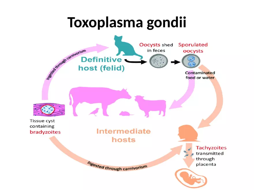 Toxoplasma Gondii - Page 1