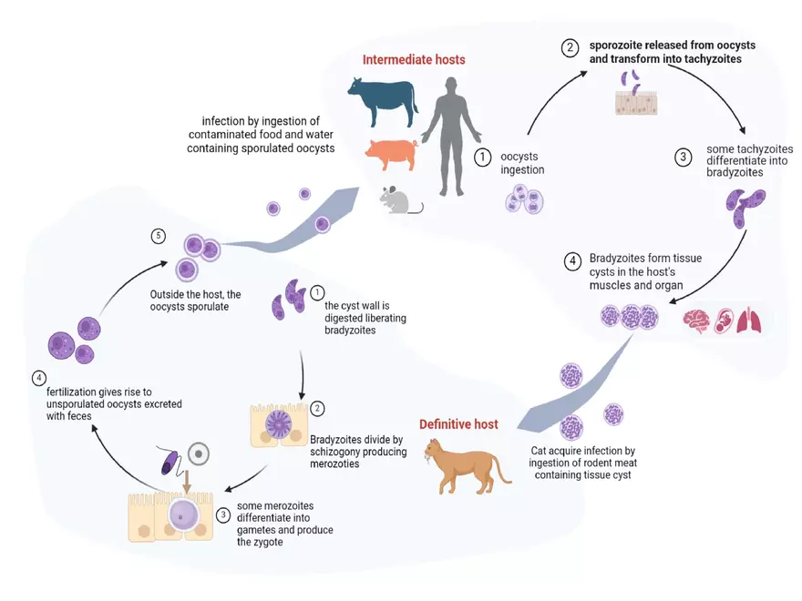 Toxoplasma Gondii - Page 3
