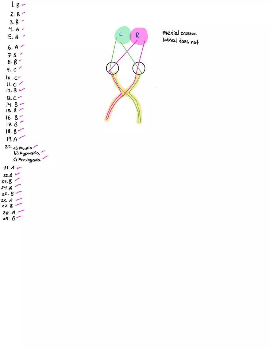 Unit 5: Lesson 5 (Special Senses) Guided Note-Taking - Page 5