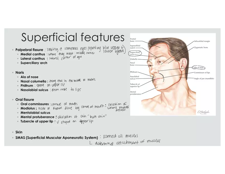 Muscles of Facial Expression - Page 3