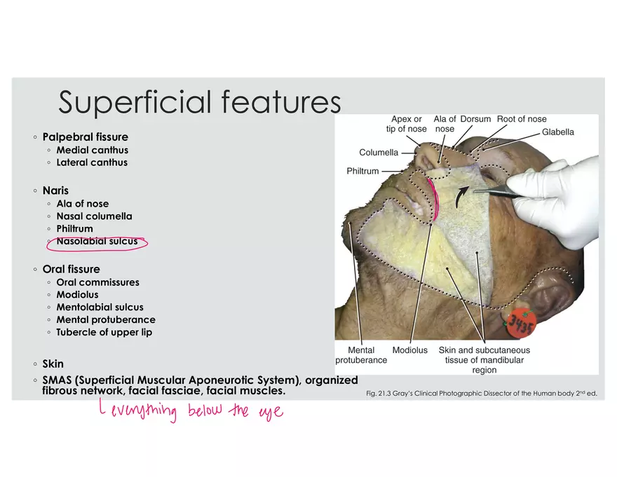 Muscles of Facial Expression - Page 4