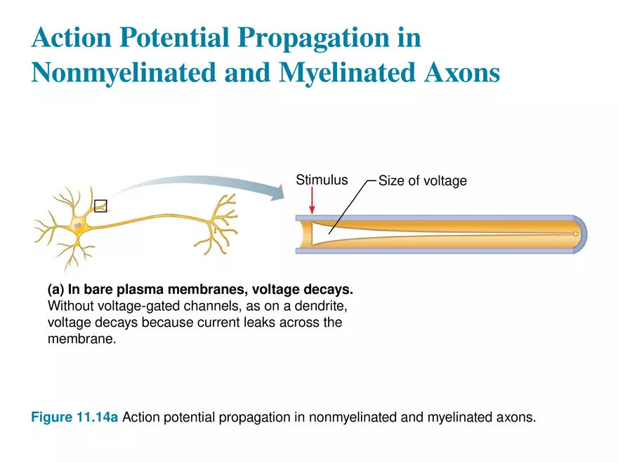 Fundamentals of the Nervous System and Nervous Tissue Lectrure 9 - Page 4