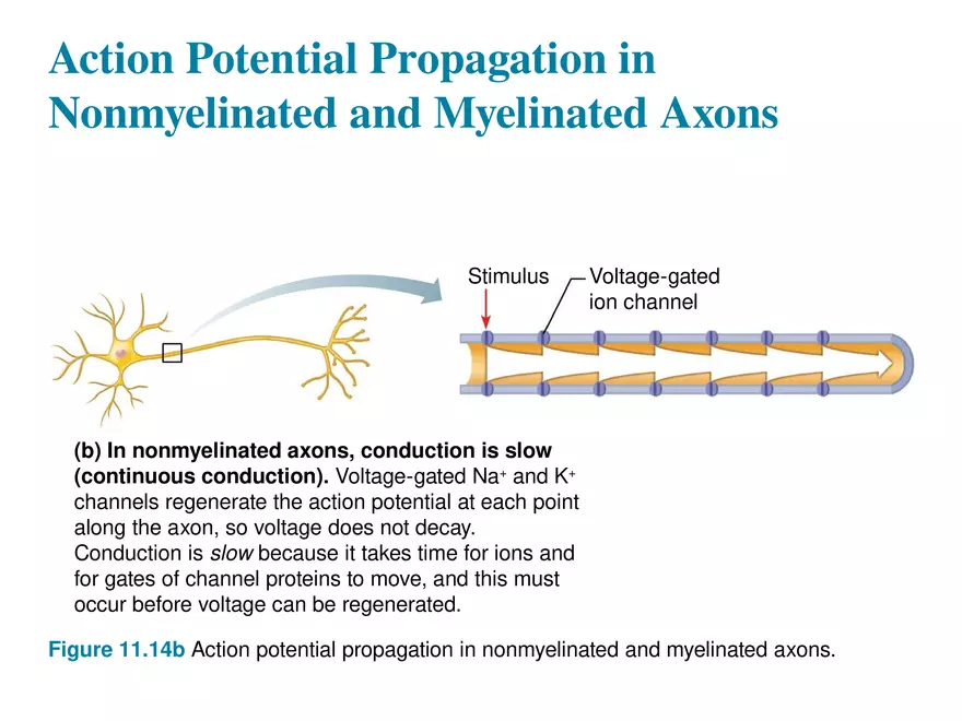 Fundamentals of the Nervous System and Nervous Tissue Lectrure 9 - Page 5