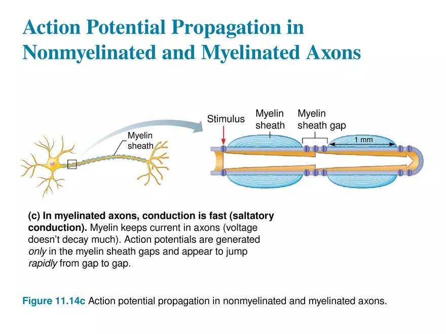 Fundamentals of the Nervous System and Nervous Tissue Lectrure 9 - Page 6