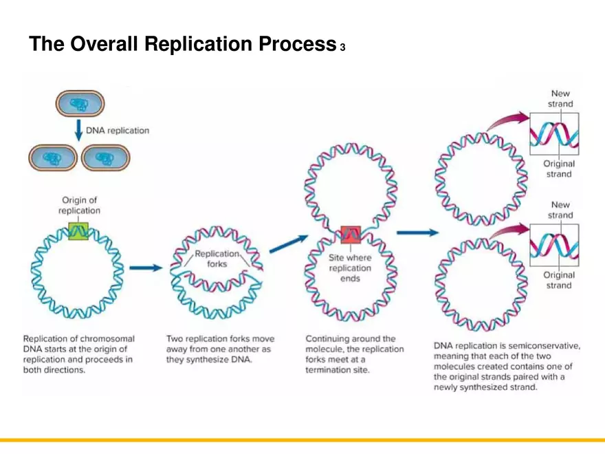 An Introduction to Microbial Genetics Lecture Part 3 - Page 2