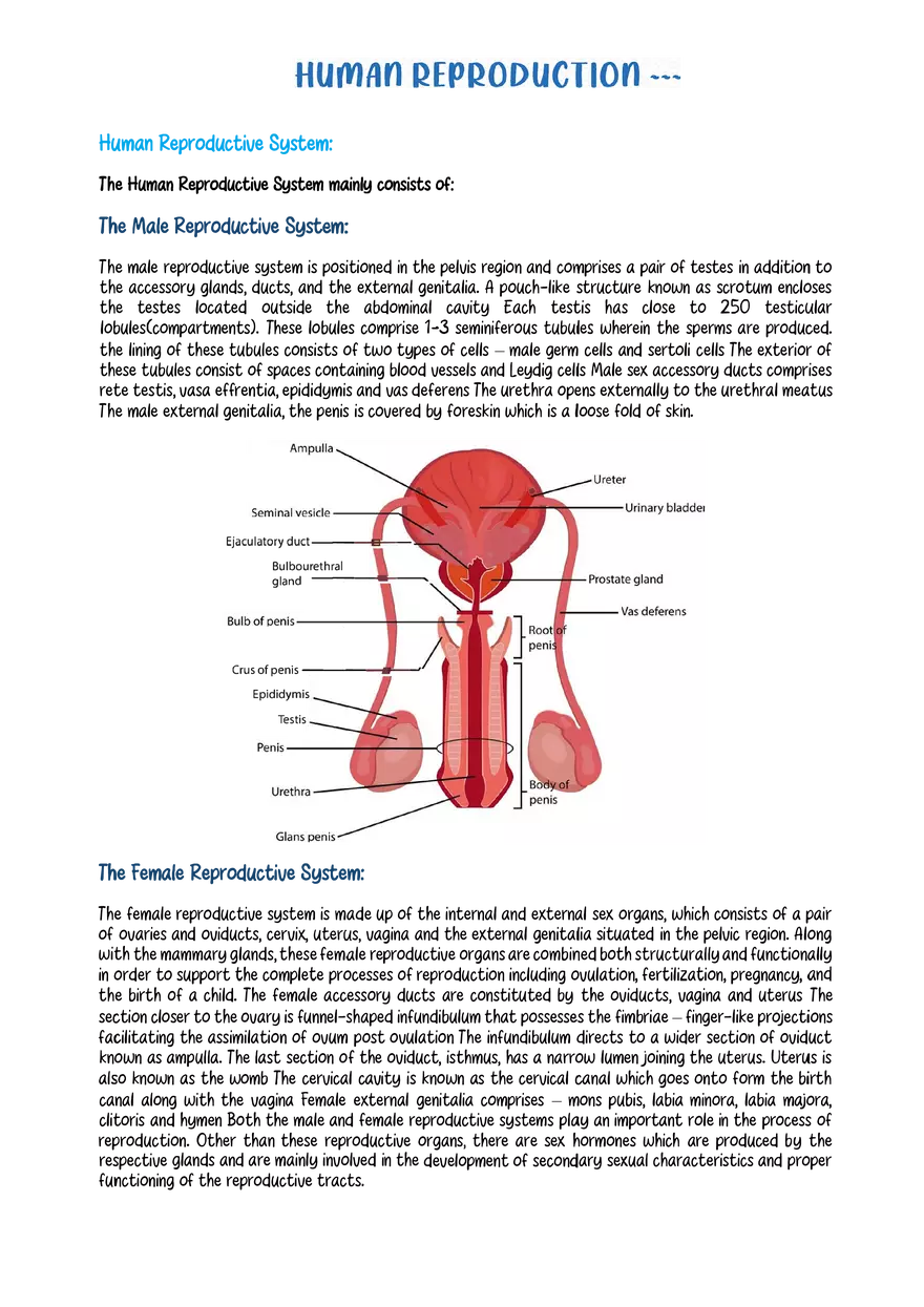 The Human Reproductive System - Page 1