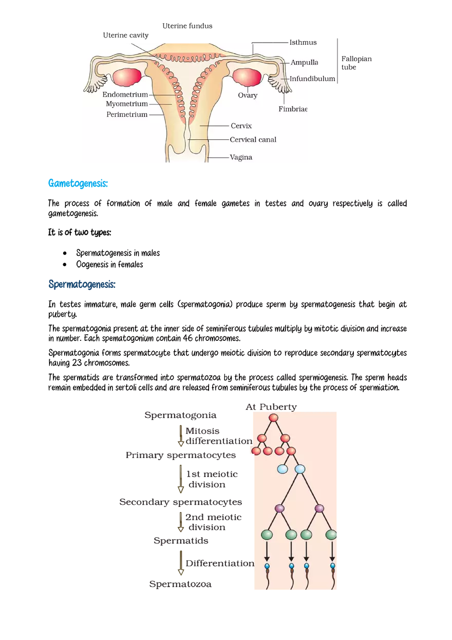 The Human Reproductive System - Page 2