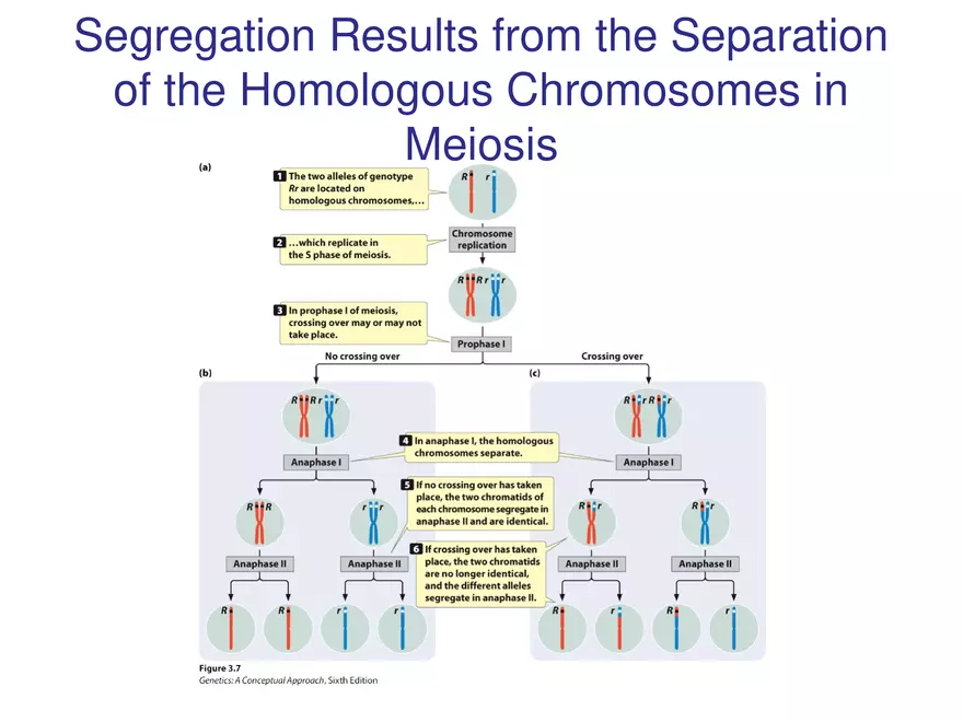 Chapter 3 Basic Principles of Heredity Part 2 - Page 10