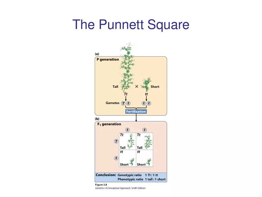 Chapter 3 Basic Principles of Heredity Part 2 - Page 3