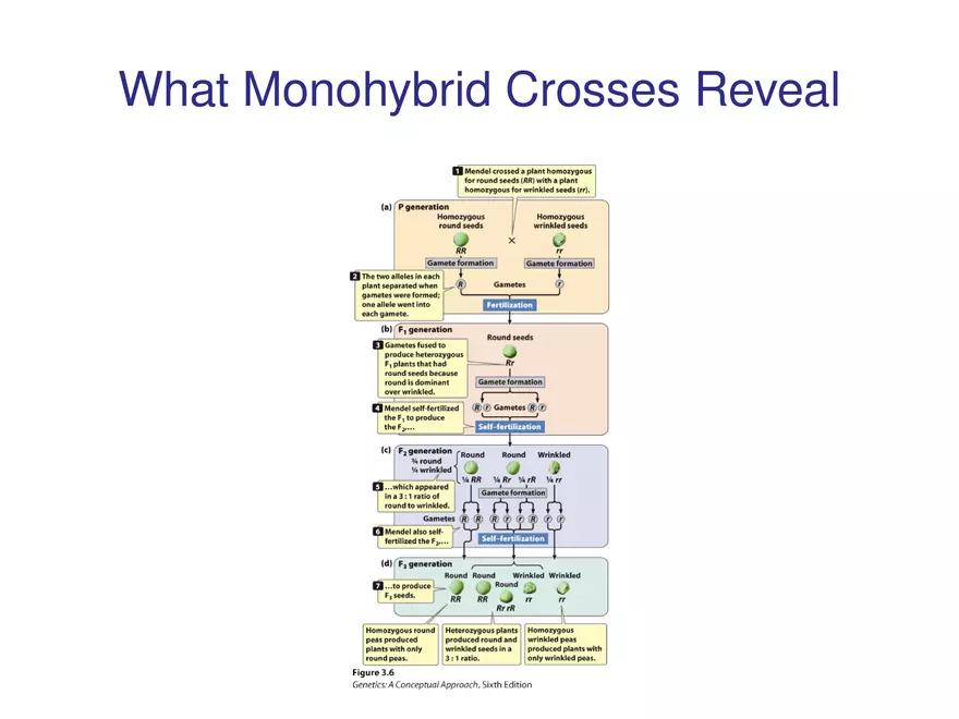Chapter 3 Basic Principles of Heredity Part 2 - Page 6