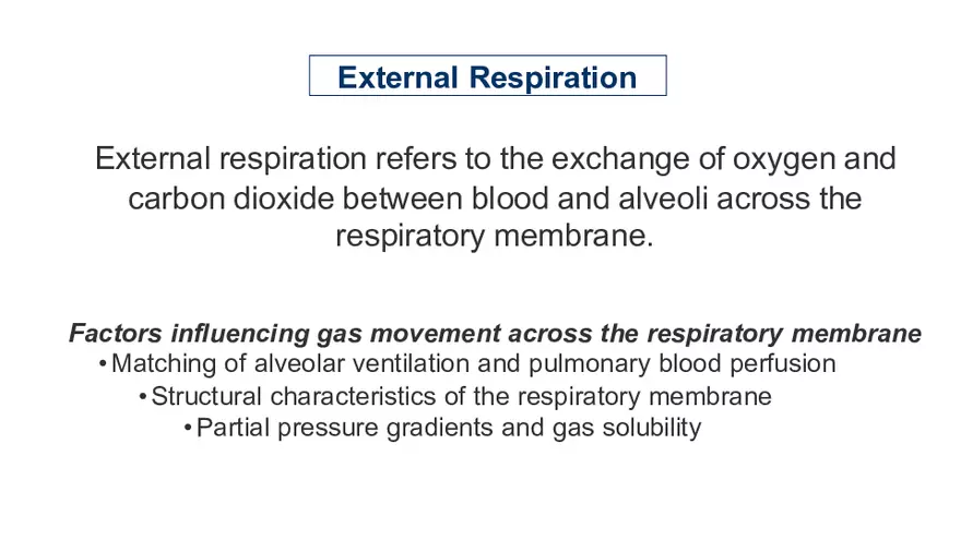 Respiratory System L3 - Page 3