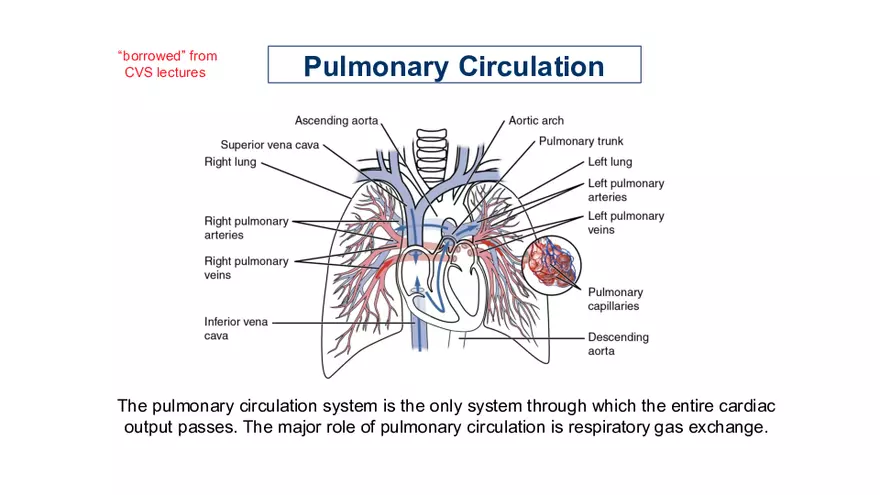 Respiratory System L3 - Page 4