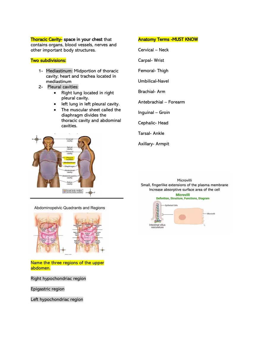 Basic Anatomical Terminologies and Positions - Page 3