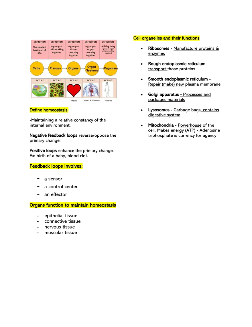 Basic Anatomical Terminologies and Positions - Page 4