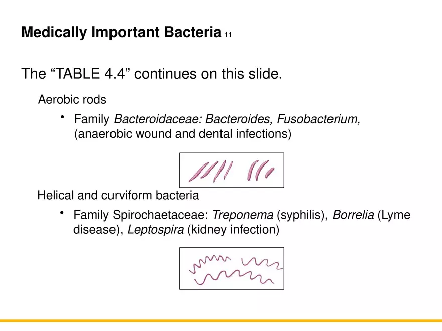 A Survey of Prokaryotic Cells and Microorganisms Lecture 9 - Page 3