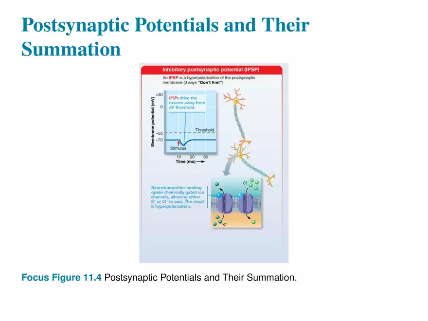 Fundamentals of the Nervous System and Nervous Tissue Lectrure 11 - Page 7