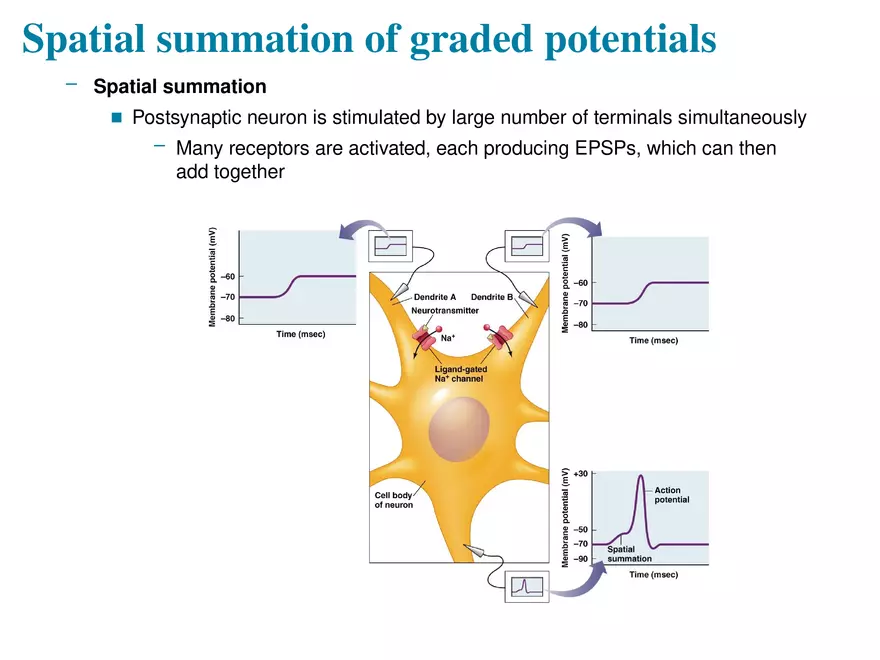 Fundamentals of the Nervous System and Nervous Tissue Lectrure 11 - Page 9
